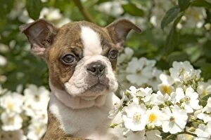 Images Dated 7th June 2005: Dog - Boston Terrier amongst flowers