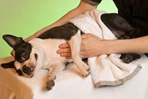 Dog - Boston Terrier being given a massage