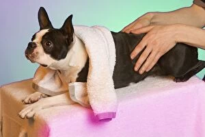 Images Dated 19th November 2007: Dog - Boston Terrier being given a massage