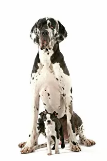 Puppies Collection: Dog - Boston Terrier - with Great Dane