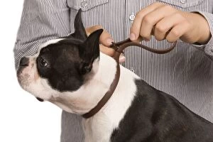Dog - boston terrier having collar put on by owner