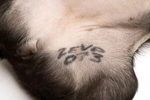 Images Dated 30th March 2006: Dog - Boston Terrier - identification tattoo