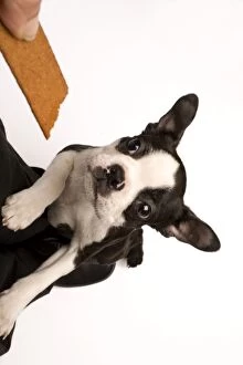 Dog - Boston Terrier jumping up to take biscuit from owner