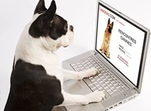 Images Dated 24th February 2008: Dog - Boston Terrier looking at laptop