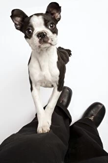 Dog - Boston Terrier looking up at owner