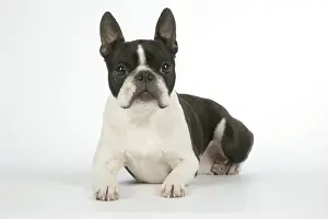 Boston Terriers Prints: Dog - Boston Terrier. Lying down