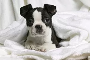 Boston Terriers Gallery: Dog - Boston Terrier - lying down in towel