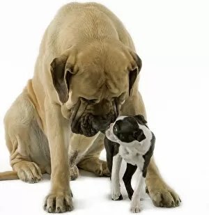 White Background Gallery: Dog - Boston Terrier - with Mastiff Dog