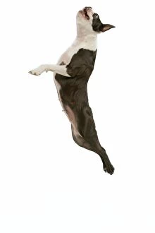 Dog - Boston terrier in mid-air - jumping