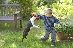 Dog - Boston Terrier playing in garden with young boy
