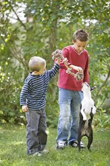 Dog - Boston Terrier playing in garden with young boys