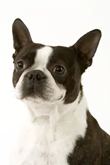 Boston Terriers Prints: Dog - Boston Terrier portrait