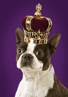Digital Gallery: Dog - Boston Terrier portrait, wearing a crown