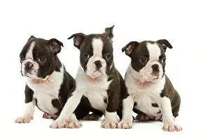 Boston Terriers Prints: Dog - Three Boston Terrier puppies in studio