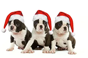 Dog - Three Boston Terrier puppies in studio wearing Christmas hats Dog - Three Boston Terrier puppies in studio wearing Christmas hats