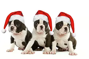 Boston Terriers Prints: Dog - Three Boston Terrier puppies in studio wearing Christmas hats Digital Manipulation: Christmas hats (SU)