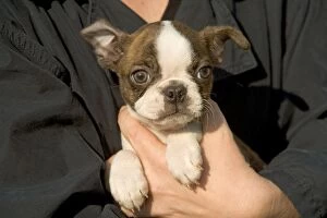 Boston Gallery: Dog - Boston Terrier puppy being held