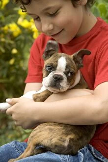 Dog - Boston Terrier puppy held by boy