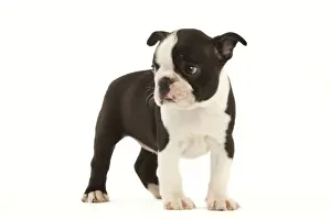 Boston Terriers Prints: Dog - Boston Terrier puppy in studio