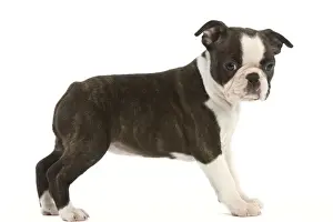 Boston Terriers Prints: Dog - Boston Terrier puppy in studio