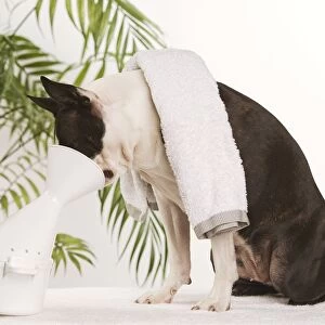 Images Dated 25th November 2007: Dog - Boston Terrier - receiving steam therapy pet pampering