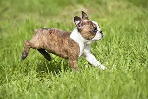 Boston Terriers Prints: Dog - Boston Terrier running