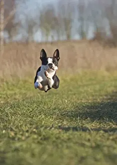 Boston Terriers Prints: Dog - Boston Terrier - running, in mid-air