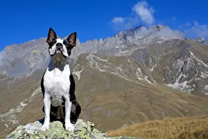 Boston Terriers Prints: Dog - Boston Terrier sitting amongst mountain scenery