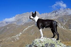 Dog - Boston Terrier sitting amongst mountain scenery
