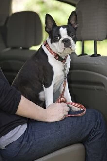 Boston Gallery: Dog - Boston Terrier sitting on ownerճ lap in back of car