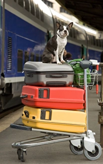 Dog - Boston Terrier sitting on top of suitcases on trolly on platform at train station Dog - Boston Terrier sitting on top of suitcases on trolly on platform at train station