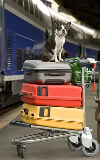 Boston Terriers Prints: Dog - Boston Terrier sitting on top of suitcases on trolly on platform at train station