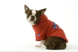 Coats Prints: Dog - Boston Terrier sitting down wearing hooded sweatshirt