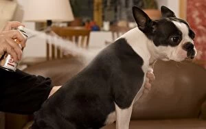 Images Dated 6th November 2008: Dog - Boston Terrier being sprayed with flea spray