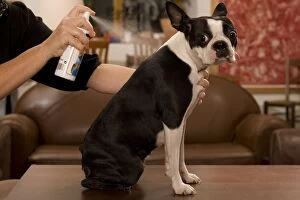 Dog - Boston Terrier being sprayed with flea spray
