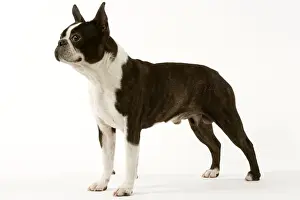 Boston Terriers Prints: Dog - Boston Terrier standing up