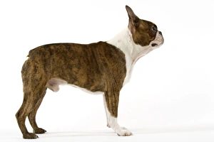 Dog - Boston Terrier standing up