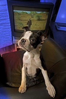 Dog - Boston Terrier standing up