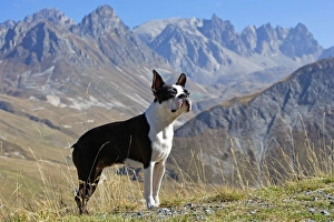 Dog - Boston Terrier standing up