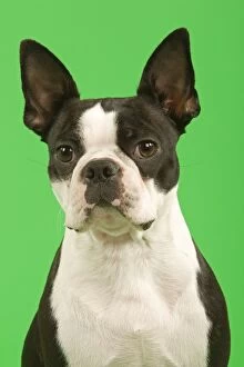 Images Dated 13th March 2000: Dog - Boston Terrier in studio with green background