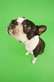 Images Dated 13th March 2000: Dog - Boston Terrier in studio with green background, fish-eye lense