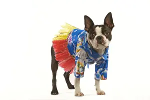 Dog - Boston Terrier in studio wearing Hawaii shirt and skirt