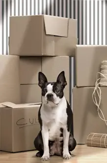Boston Terriers Prints: Dog - Boston Terrier surrounded by packing boxes