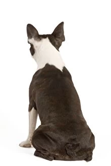 Dog - Boston Terrier - back view