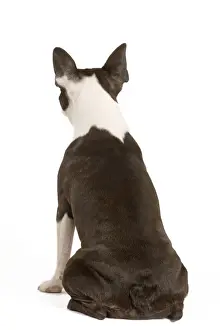 Back View Prints: Dog - Boston Terrier - back view