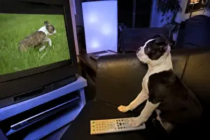 Watching Prints: Dog - Boston Terrier watching dogs on television