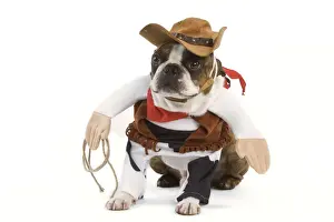 Boy's Bedroom Prints: Dog - Boston Terrier wearing cowboy outfit