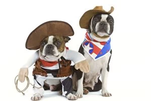 Dog - Boston Terrier wearing cowboy outfits