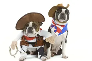 Cowboy Prints: Dog - Boston Terrier wearing cowboy outfits