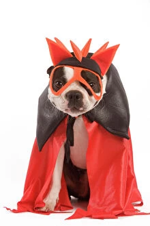 Dog - Boston Terrier wearing fancy dress / superhero costume